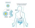 liposomal